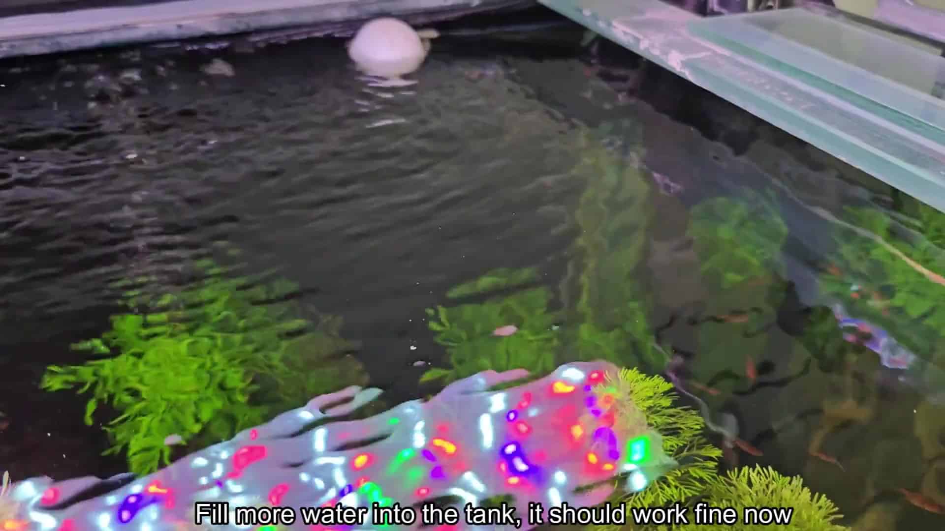 Aquarium filled with clear fresh water Aquarium filled with clear fresh water