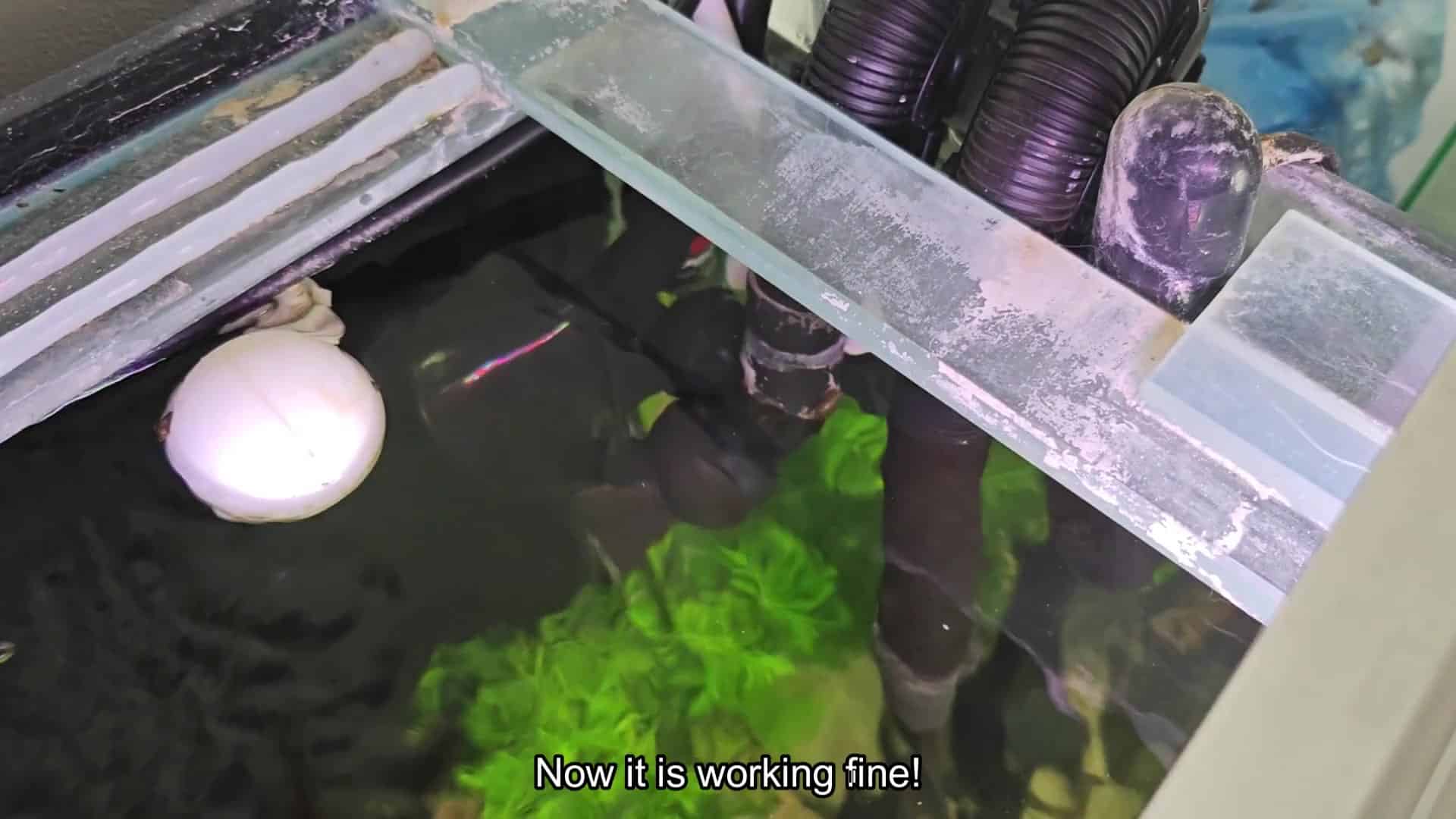 Aquarium running smoothly with no noise Aquarium running smoothly with no noise