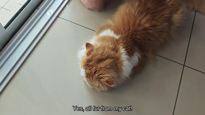 Fluffy orange cat resting nearby Fluffy orange cat resting nearby